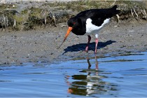 TEXEL HOLLANDE 17-05-28 08523   Photos ACG 2017