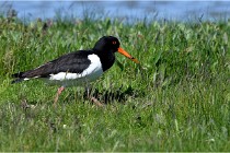 TEXEL HOLLANDE 17-05-28 08545   Photos ACG 2017