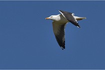 TEXEL HOLLANDE 17-05-28 08551   Photos ACG 2017