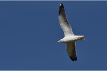 TEXEL HOLLANDE 17-05-28 08552   Photos ACG 2017