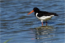 TEXEL HOLLANDE 17-05-28 08762   Photos ACG 2017