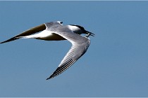 TEXEL HOLLANDE 17-05-28 08775   Photos ACG 2017