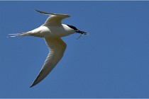 TEXEL HOLLANDE 17-05-28 08784   Photos ACG 2017