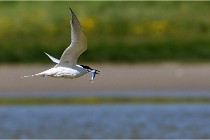 TEXEL HOLLANDE 17-05-28 08806   Photos ACG 2017