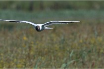 TEXEL HOLLANDE 17-05-28 08816   Photos ACG 2017