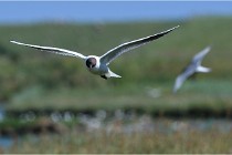 TEXEL HOLLANDE 17-05-28 08821   Photos ACG 2017