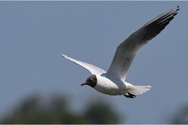 TEXEL HOLLANDE 17-05-28 08822   Photos ACG 2017