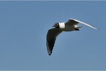 TEXEL HOLLANDE 17-05-28 08829   Photos ACG 2017