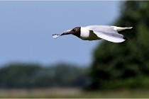 TEXEL HOLLANDE 17-05-28 08839   Photos ACG 2017