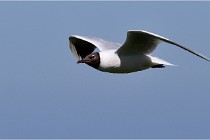 TEXEL HOLLANDE 17-05-28 08843   Photos ACG 2017