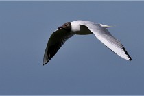 TEXEL HOLLANDE 17-05-28 08845   Photos ACG 2017