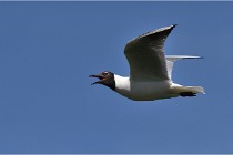 TEXEL HOLLANDE 17-05-28 08846   Photos ACG 2017