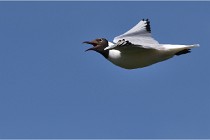 TEXEL HOLLANDE 17-05-28 08847   Photos ACG 2017