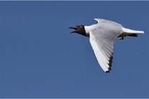 TEXEL HOLLANDE 17-05-28 08848   Photos ACG 2017