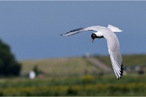 TEXEL HOLLANDE 17-05-28 08856   Photos ACG 2017