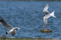 TEXEL HOLLANDE 17-05-28 08879   Photos ACG 2017
