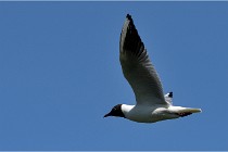 TEXEL HOLLANDE 17-05-28 08913   Photos ACG 2017