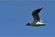 TEXEL HOLLANDE 17-05-28 08915   Photos ACG 2017