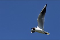 TEXEL HOLLANDE 17-05-28 08920   Photos ACG 2017