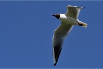 TEXEL HOLLANDE 17-05-28 08921   Photos ACG 2017