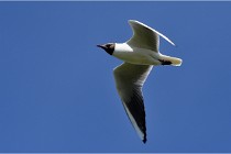 TEXEL HOLLANDE 17-05-28 08924   Photos ACG 2017