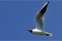 TEXEL HOLLANDE 17-05-28 08925   Photos ACG 2017