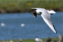 TEXEL HOLLANDE 17-05-28 08929   Photos ACG 2017
