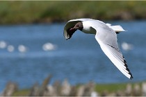 TEXEL HOLLANDE 17-05-28 08932   Photos ACG 2017