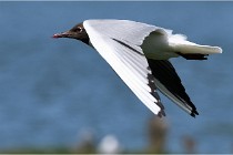 TEXEL HOLLANDE 17-05-28 08936   Photos ACG 2017