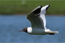 TEXEL HOLLANDE 17-05-28 08937   Photos ACG 2017