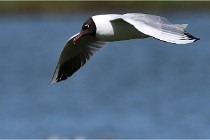 TEXEL HOLLANDE 17-05-28 08961   Photos ACG 2017