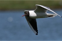 TEXEL HOLLANDE 17-05-28 08962   Photos ACG 2017
