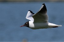 TEXEL HOLLANDE 17-05-28 08963   Photos ACG 2017