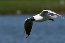 TEXEL HOLLANDE 17-05-28 08970   Photos ACG 2017