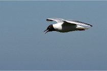 TEXEL HOLLANDE 17-05-28 09002   Photos ACG 2017