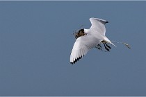 TEXEL HOLLANDE 17-05-28 09016   Photos ACG 2017