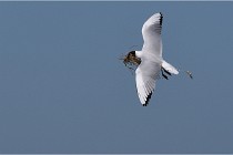 TEXEL HOLLANDE 17-05-28 09017   Photos ACG 2017