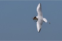 TEXEL HOLLANDE 17-05-28 09018   Photos ACG 2017