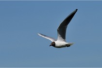 TEXEL HOLLANDE 17-05-28 09038   Photos ACG 2017
