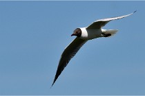 TEXEL HOLLANDE 17-05-28 09039   Photos ACG 2017