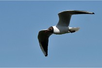 TEXEL HOLLANDE 17-05-28 09040   Photos ACG 2017