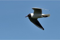 TEXEL HOLLANDE 17-05-28 09041   Photos ACG 2017