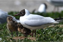 TEXEL HOLLANDE 17-05-28 09087   Photos ACG 2017