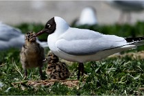 TEXEL HOLLANDE 17-05-28 09106   Photos ACG 2017