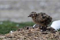 TEXEL HOLLANDE 17-05-28 09151   Photos ACG 2017