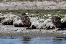 TEXEL HOLLANDE 17-05-28 09175   Photos ACG 2017