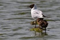 TEXEL HOLLANDE 17-05-28 09263   Photos ACG 2017