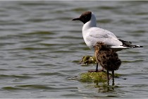 TEXEL HOLLANDE 17-05-28 09278   Photos ACG 2017
