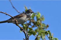 TEXEL HOLLANDE 17-05-28 09313   Photos ACG 2017