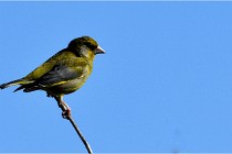 TEXEL HOLLANDE 17-05-28 09330   Photos ACG 2017